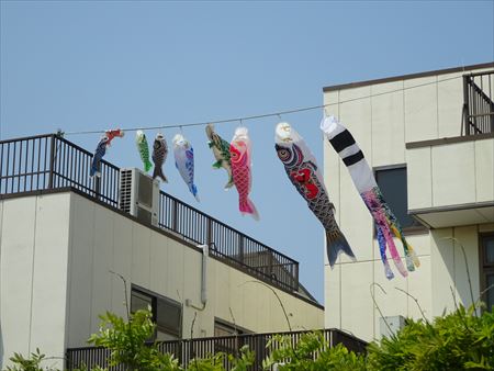 02_koi2_R.JPG